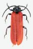 Benibotarus alternatus
